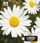 Picture of Epson Daisy Multipack 4-colours 18 EasyMail