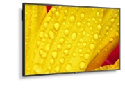 Picture of NEC MultiSync M501-2 Kiosk design 127 cm (50") LED 4K Ultra HD Black Built-in processor