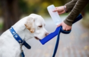 Image de Genius Ideas Bouteille d'eau pour chien