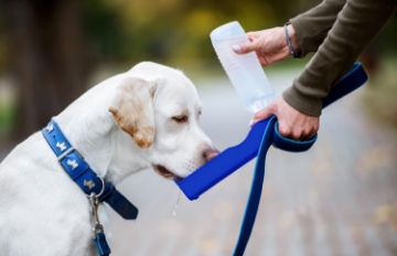 Show details for Genius Ideas Dog Drinking Bottle Picture of Genius Ideas Dog Drinking Bottle