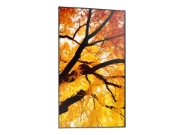 Image de Sharp MultiSync M432 Écran plat de signalisation numérique 108 cm (42.5") LCD 550 cd/m² 4K Ultra HD Noir